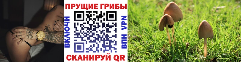 где найти   Темников  Псилоцибиновые грибы Psilocybe 